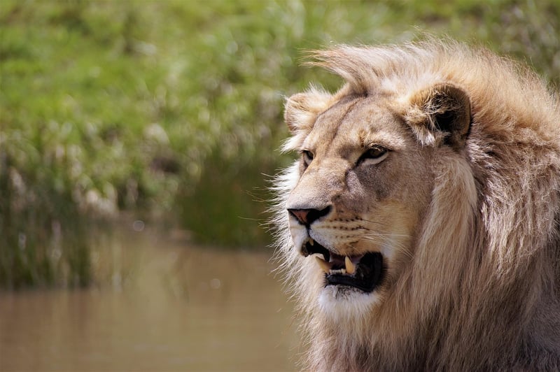 Safari in Kruger National Park